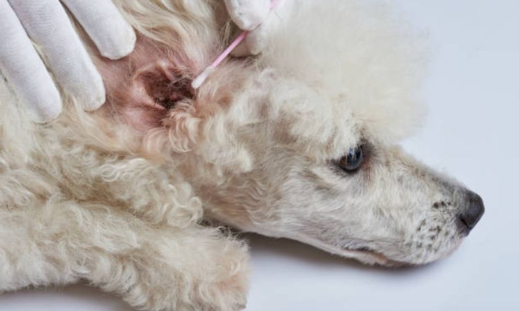 Poodle Ear Infections