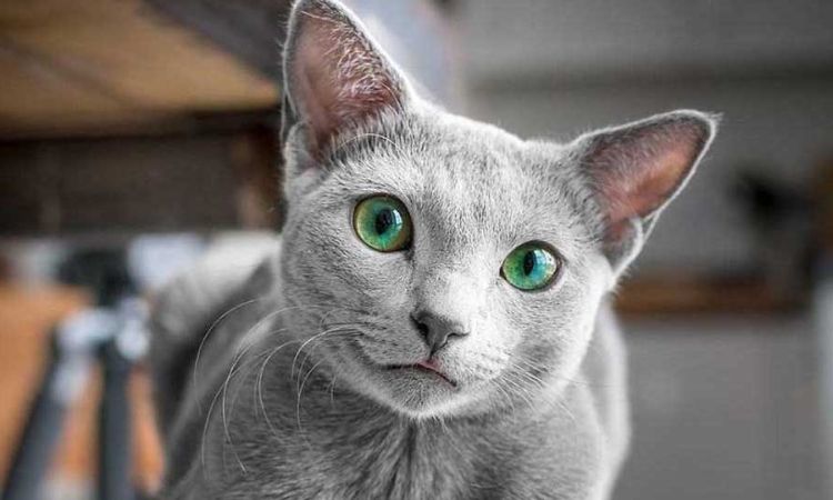 Russian Blue Cat Price