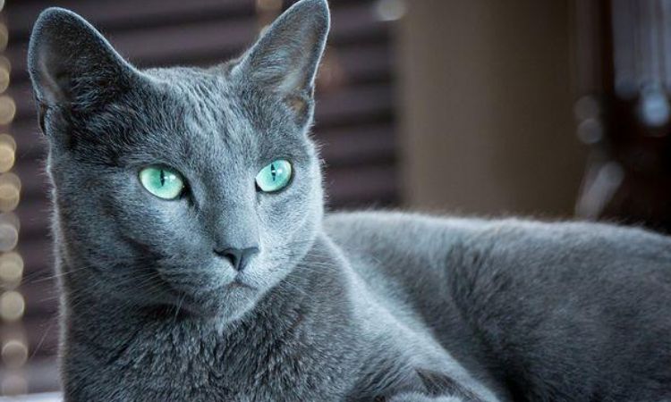 Russian Blue Cats