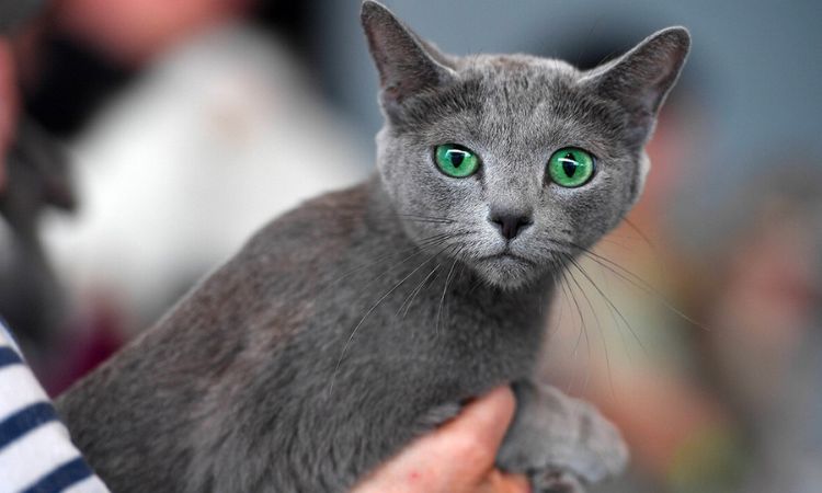 Temperament and Personality Russian Blue Cats