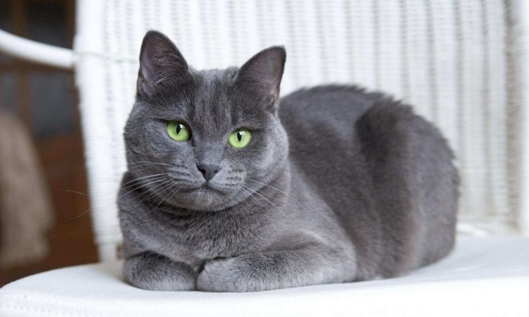 Russian Blue Cats