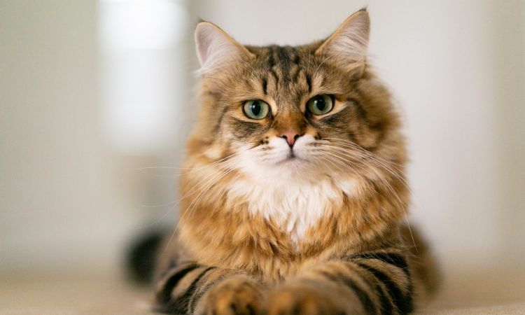 Siberian Cat