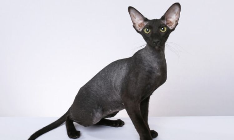 Peterbald