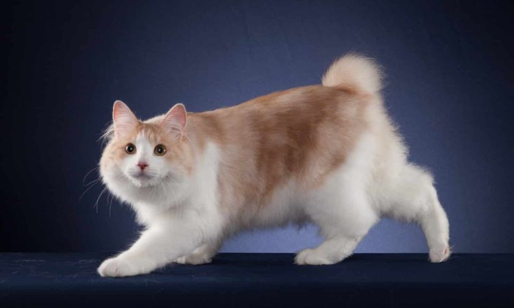 Kurilian Bobtail