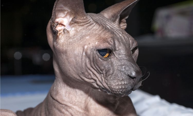 Don Sphynx (Donskoy)