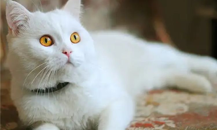 Russian White