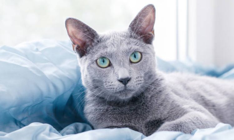Russian Blue