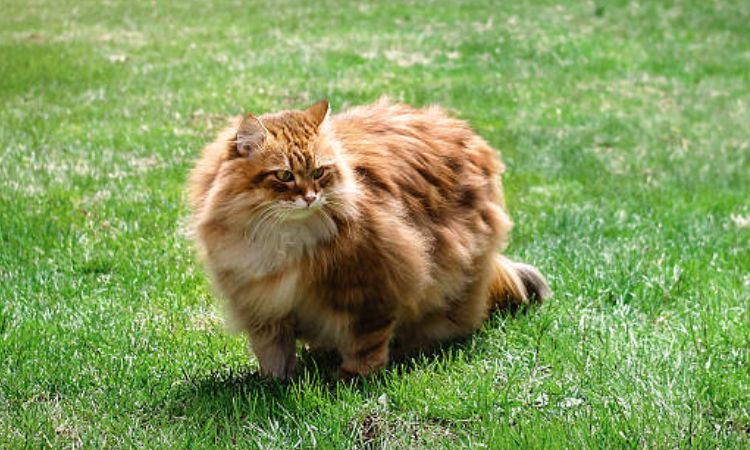 What is a Russian Long Hair Cat?