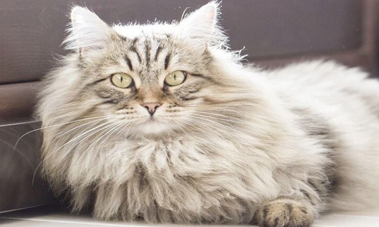 russian long hair cat
