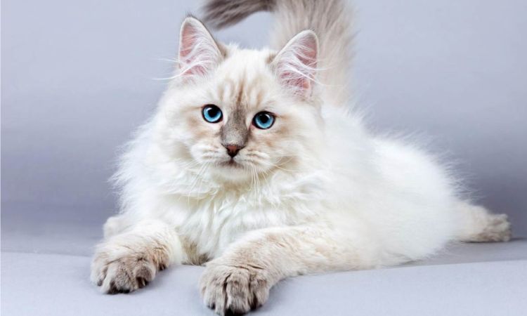 Price Guide for Russian Blue and Long-Haired Variants