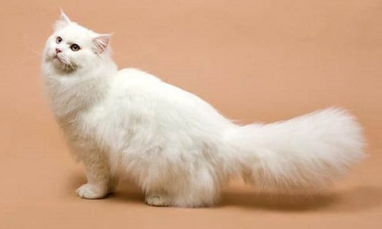 Russian Long Hair Cat