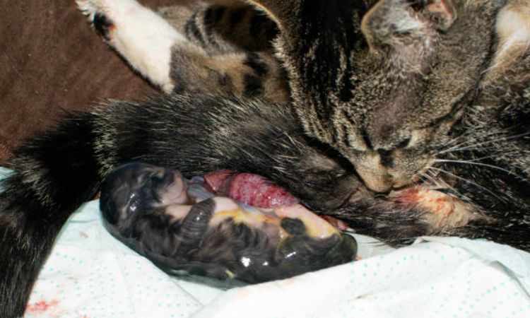 Understanding Cat Labor