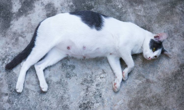 Signs your cat is in labor