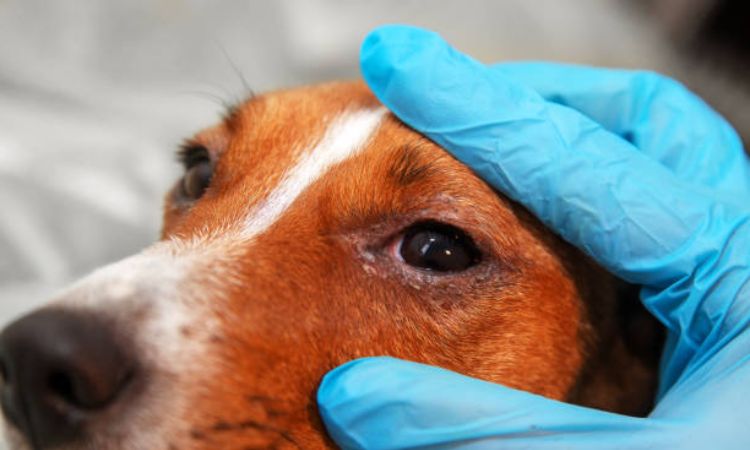 Immediate Home Care for a Swollen Dog Eye