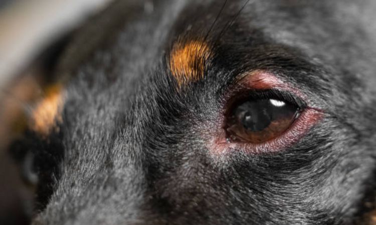 Swollen dog eye?