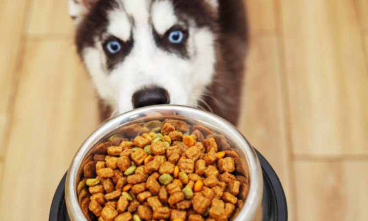 Choosing the Right Food for Your Alaska Dog