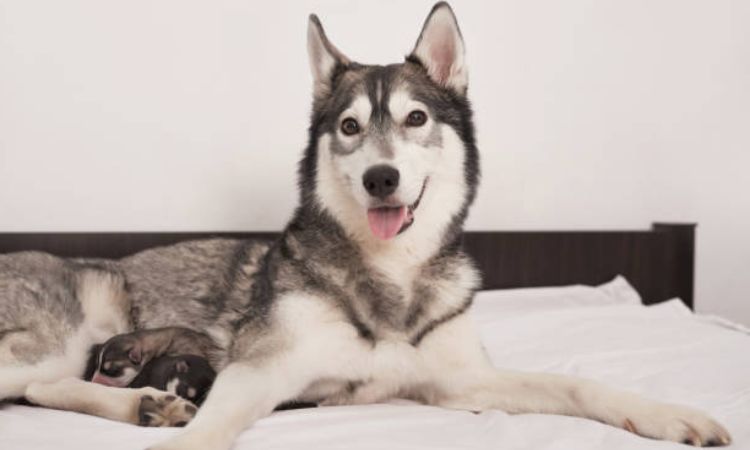 Alaska Dog Care