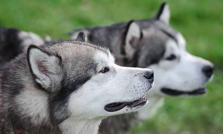 alaska dog