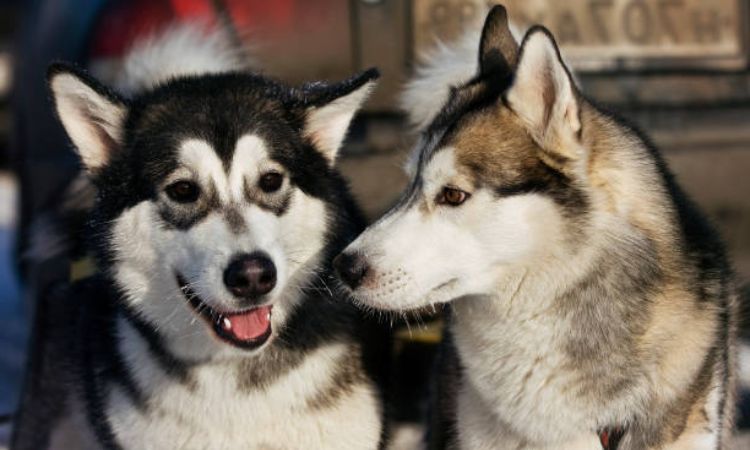 Temperament and Personality alaska dog
