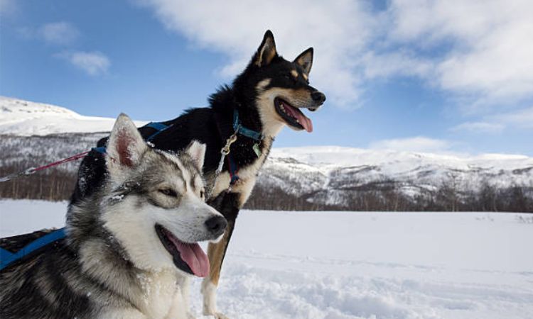 alaska dog
