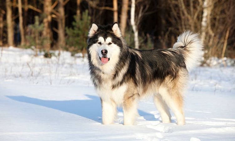 How Much Is an Alaskan Dog?