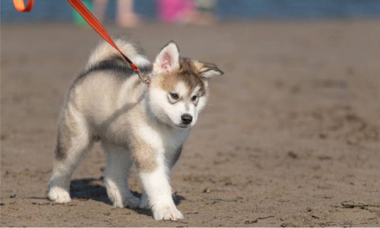 Price Range for Alaskan Malamute Puppies