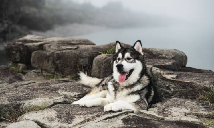 Alaska dog price