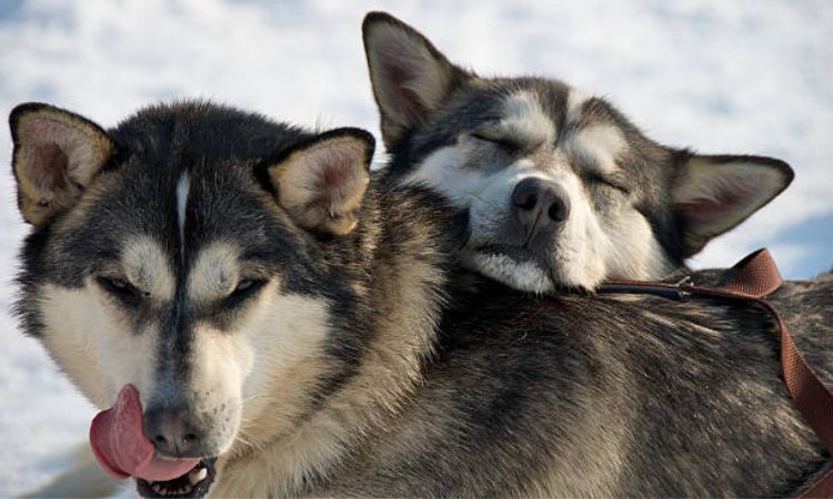 Alaskan Dogs