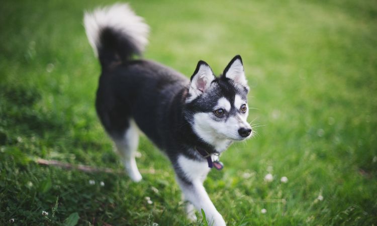 Alaskan Klee Kai 
