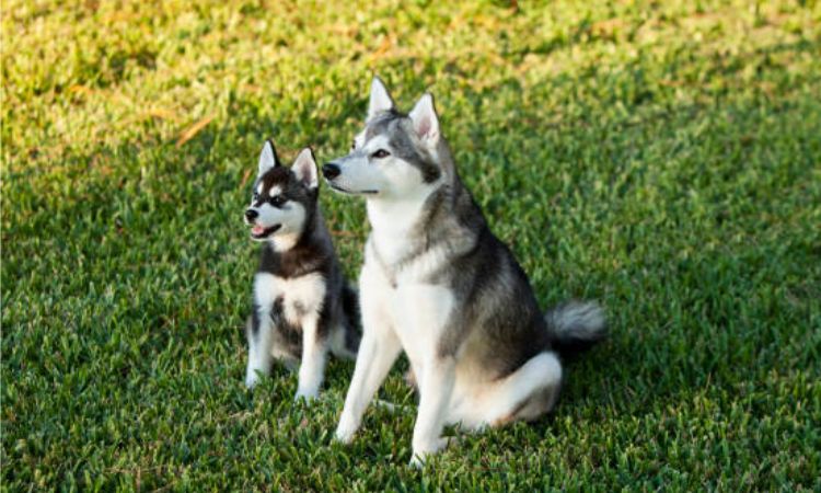 Alaskan Klee Kai