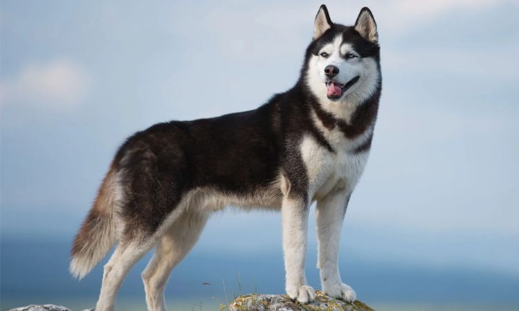 Husky Size Details