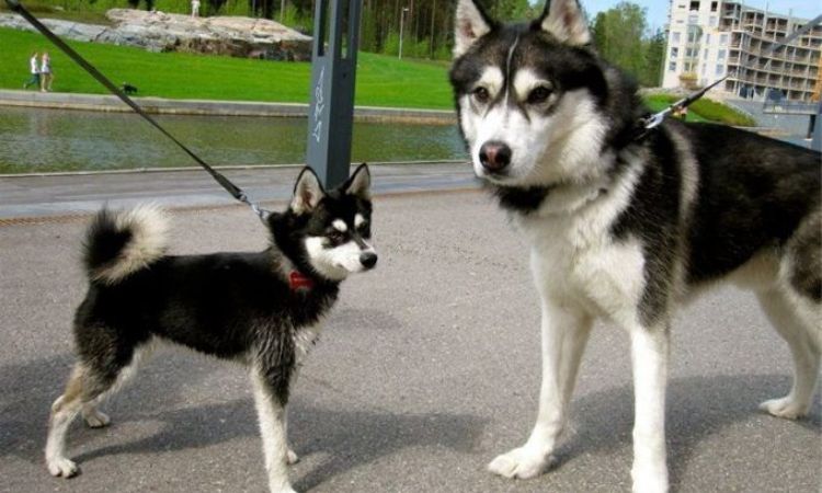 Alaskan Klee Kai vs. Husky