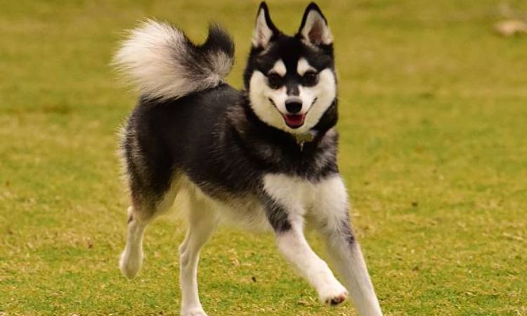 Alaskan Klee Kai 