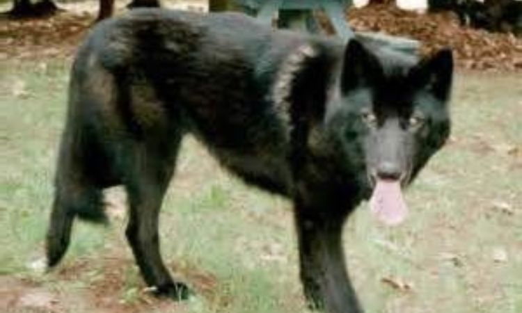 All Black Alaskan Malamute