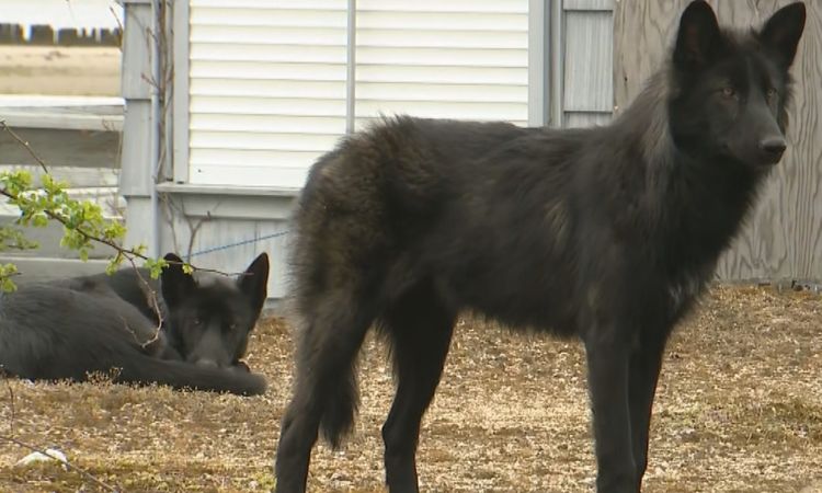 Visual Appeal and Breed Standards