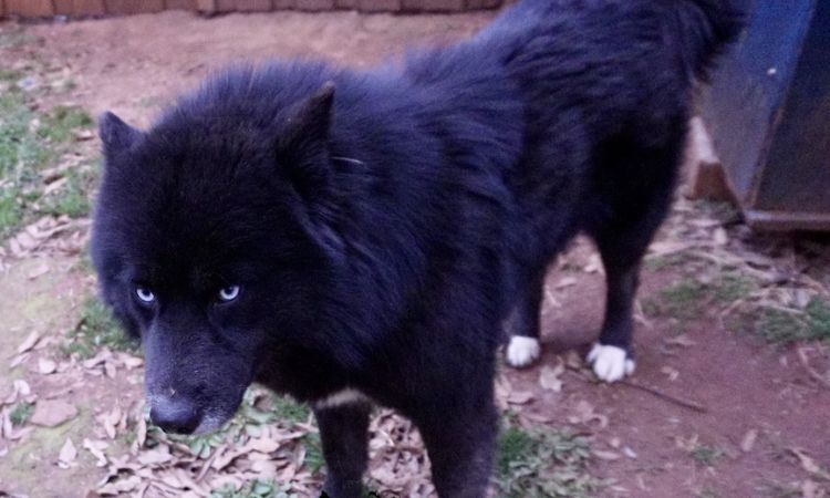 All Black Alaskan Malamute