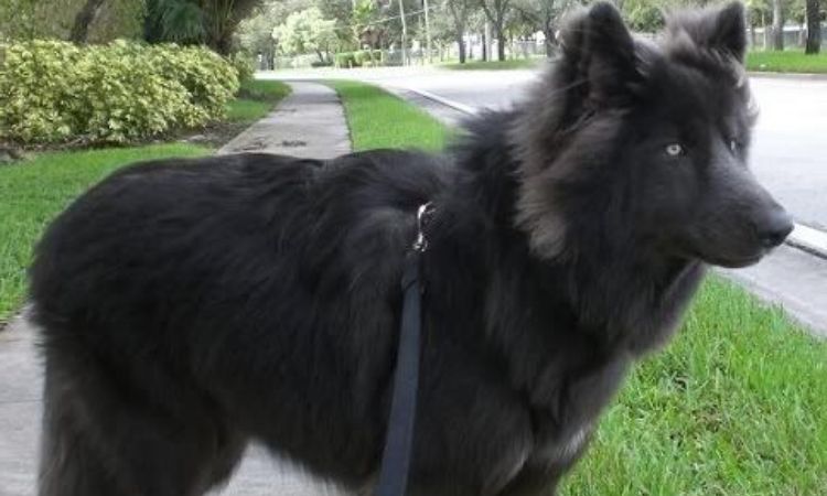All Black Alaskan Malamute