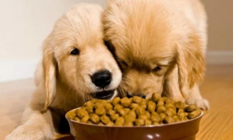 Dog Food and Treats Cost