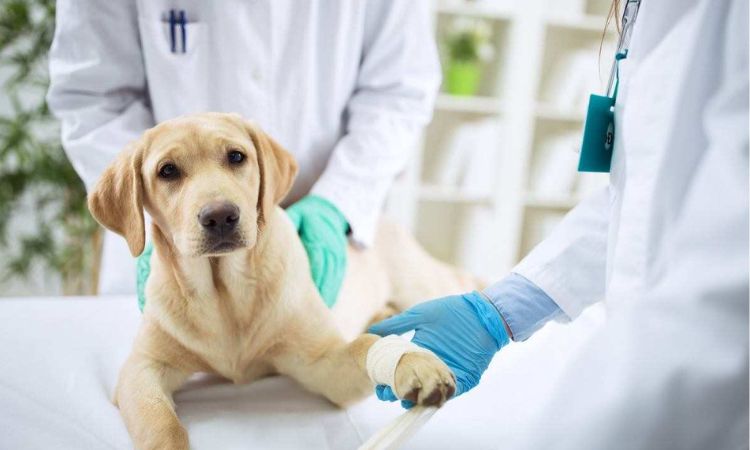 Veterinary Care and Medications for dogs
