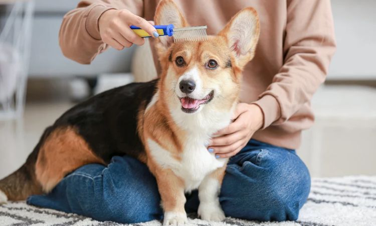 dog grooming costs
