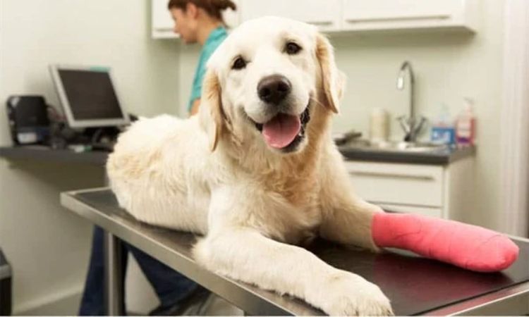 Pet Insurance