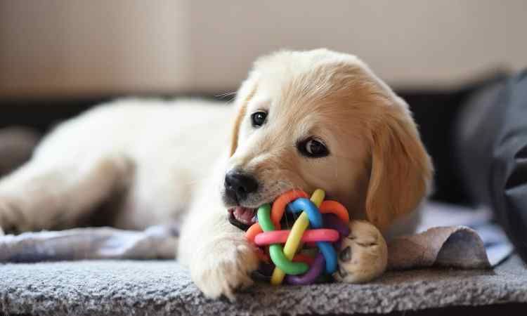 Average cost of owning a Dog per Month