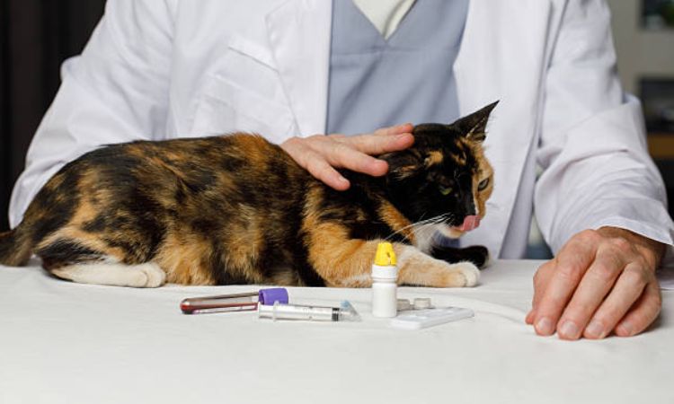 Treatment Options for Blood in Cat Urine