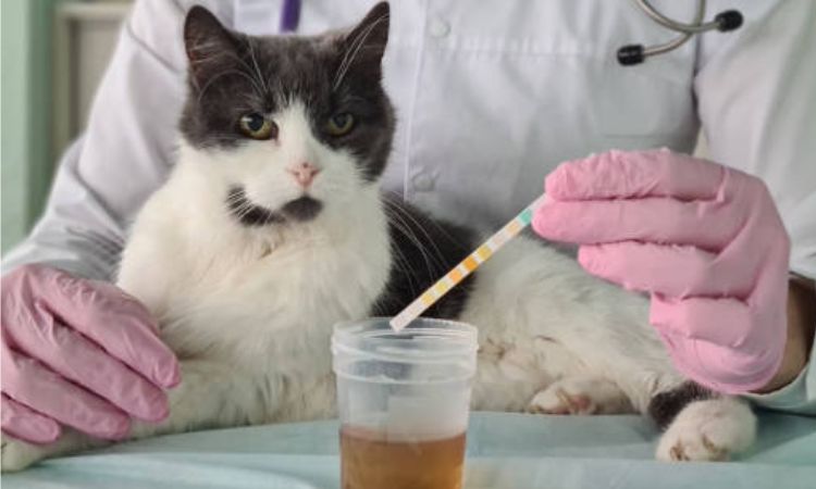 Common Causes of Blood in Cat Urine