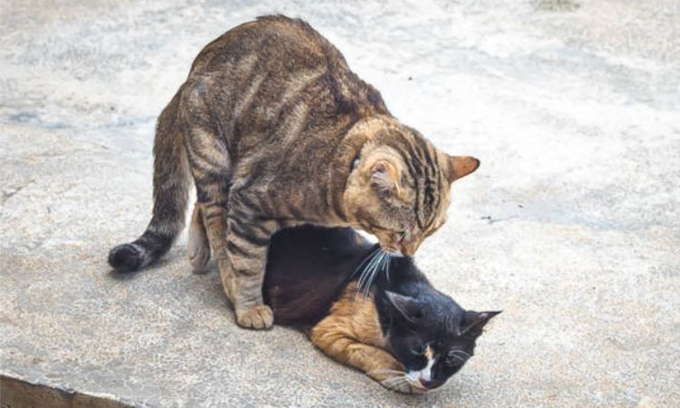 mating cats
