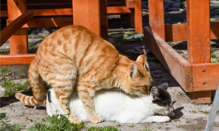 Mating Behavior and Frequency
