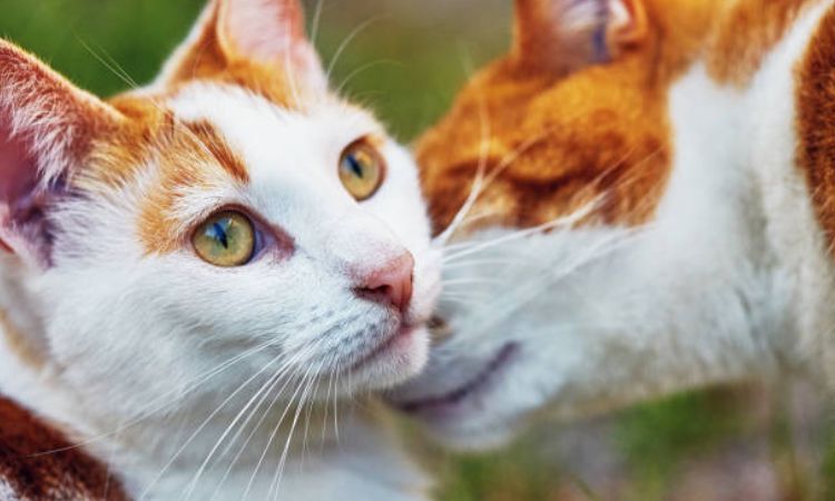 Can a cat get pregnant after one mating?