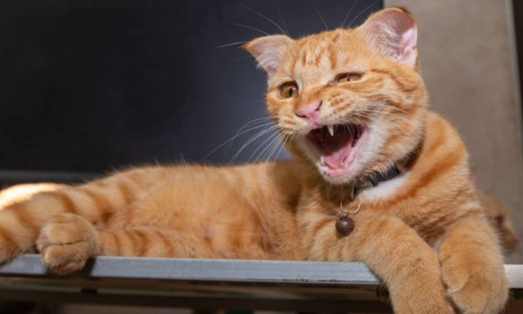 cat purrs