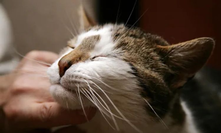 When Face Rubbing and Purring Might Indicate Issues