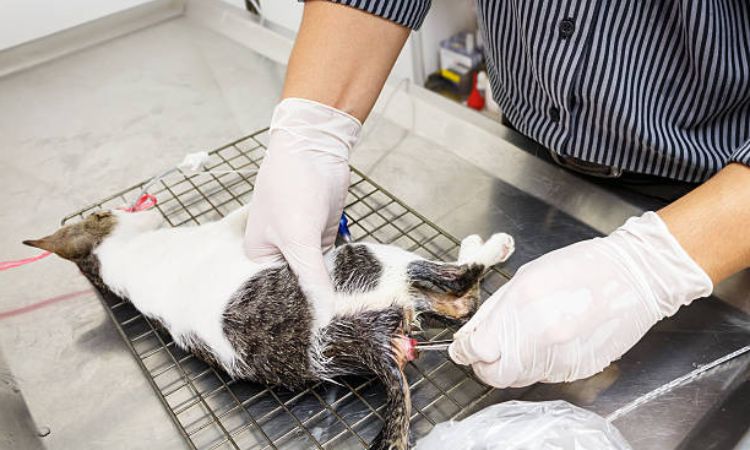 When to Call the Vet Immediately